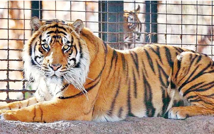 চিড়িয়াখানায় বাঘের খাঁচায় মানুষের মরদেহ