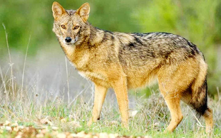 কিশোরগঞ্জে শিয়ালের কামড়ে আহত ১৪