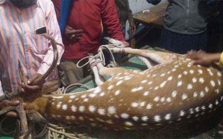 নদী থেকে হরিণ উদ্ধার