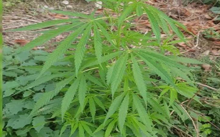 যবিপ্রবিতে ৭ গাঁজা গাছের সন্ধান