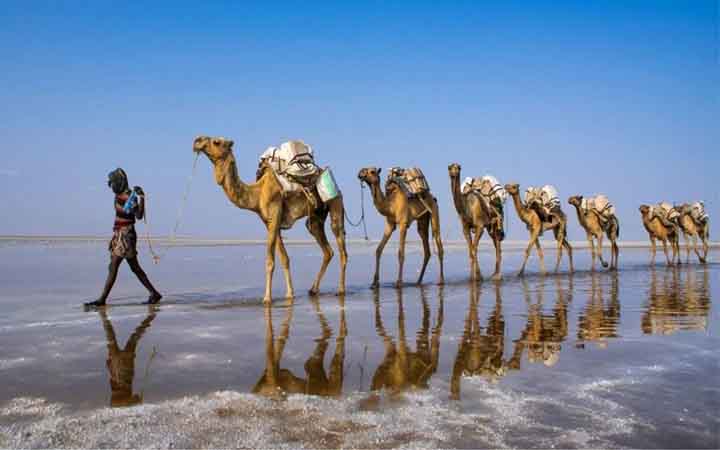 বিপাকে আফ্রিকার মরুজাহাজ