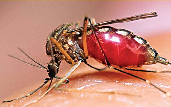 ‘ঢাকায় ডেঙ্গুর প্রকোপ বৃদ্ধির কারণ জলবায়ু পরিবর্তন’