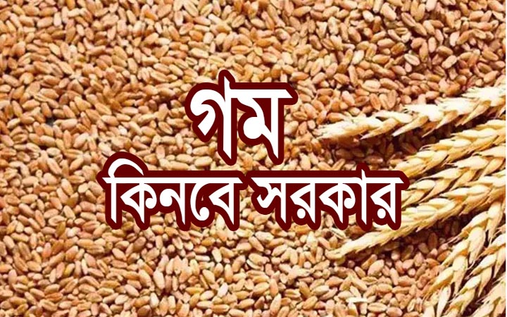 ৫০ হাজার মেট্রিক টন গম কিনছে সরকার