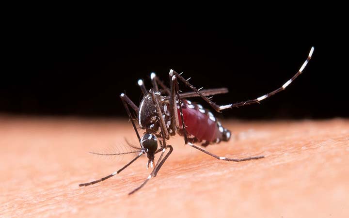 সাভারে ডেঙ্গুতে প্রাণ গেল শিশু মৃধার