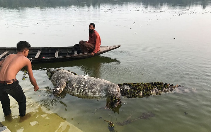 বাগেরহাটের হযরত খান জাহান আলী মাজারের পুরুষ কুমিরের মৃত্যু