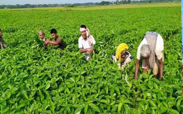 পাটের উৎপাদন বাড়াতে ৪ লাখ চাষীকে ৮ কোটি টাকার প্রণোদনা দিবে সরকার