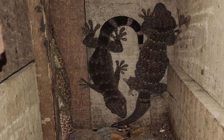 বরগুনায় কোটি টাকা মূল্যের তক্ষক জব্দ