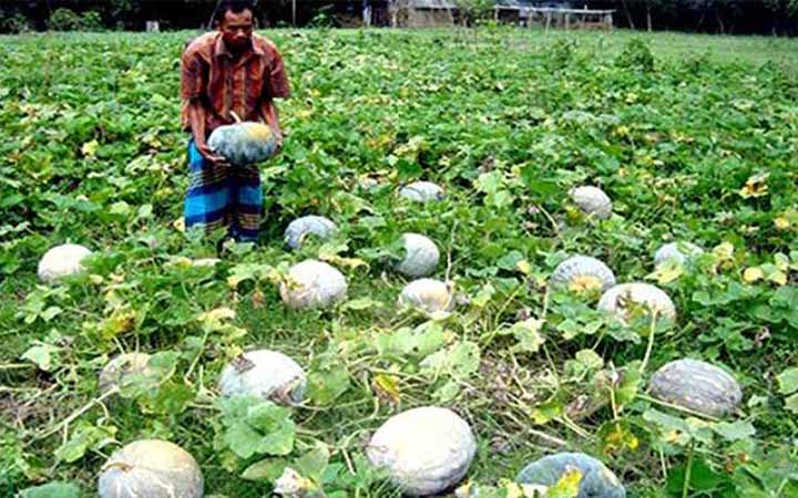 বহু গুনাবলী বিশিষ্ট মিষ্টি কুমড়ায় বেড়ার চাষীদের ভাগ্য বদল