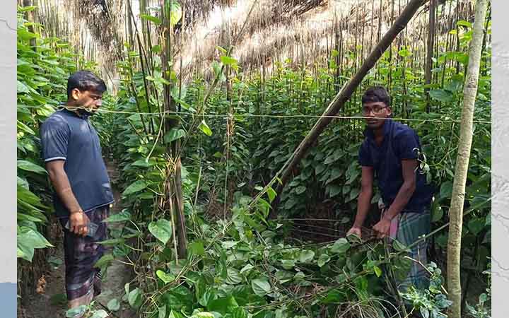ঝিনাইদহে ২ বিঘা জমির পান বরজ কেটে দিয়েছে দুর্বৃত্তরা