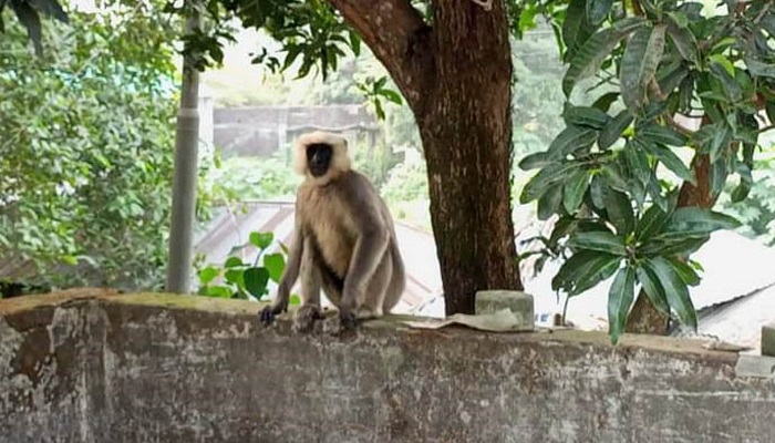 কিশোরগঞ্জে লোকালয়ে ঘুরে বেড়াচ্ছে  হনুমান