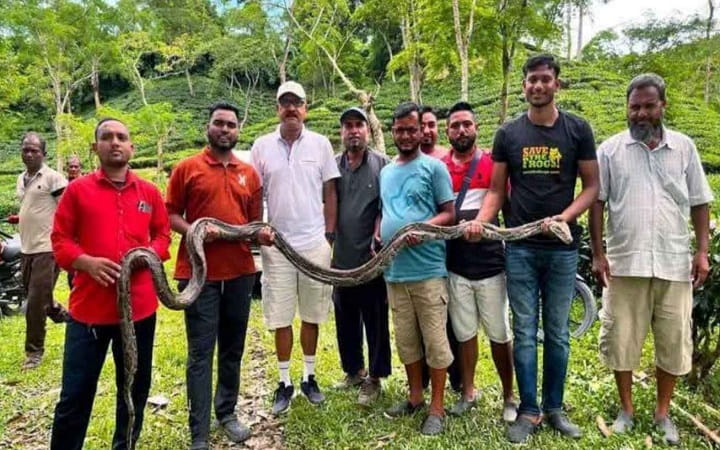 মৌলভীবাজারে চা বাগান থেকে ১৫ কেজি ওজনের অজগর উদ্ধার