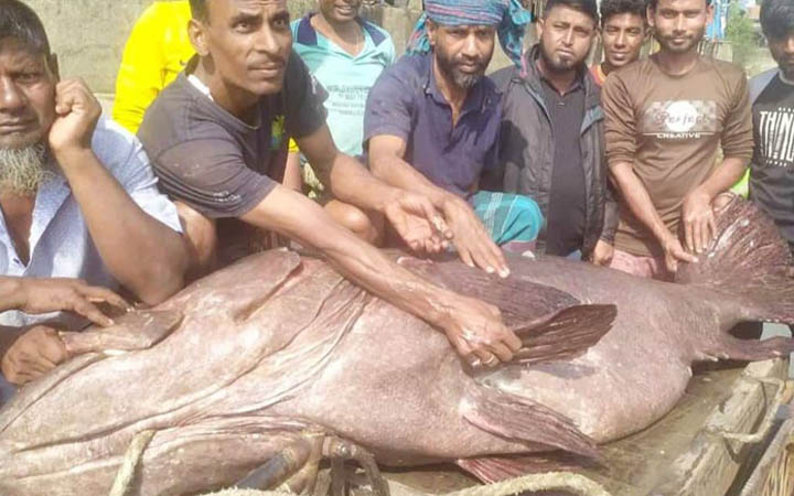 খুলনার আড়তে ২১০ কেজির কৈবল মাছ