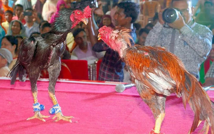 বগুড়ায় গ্রামবাংলার ঐতিহ্যবাহী ‘মোরগ লড়াই’ অনুষ্ঠিত