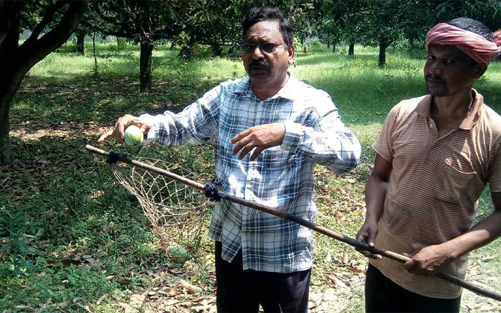 রাজশাহীর বাজারে আজ থেকে পাওয়া যাচ্ছে গুটি আম