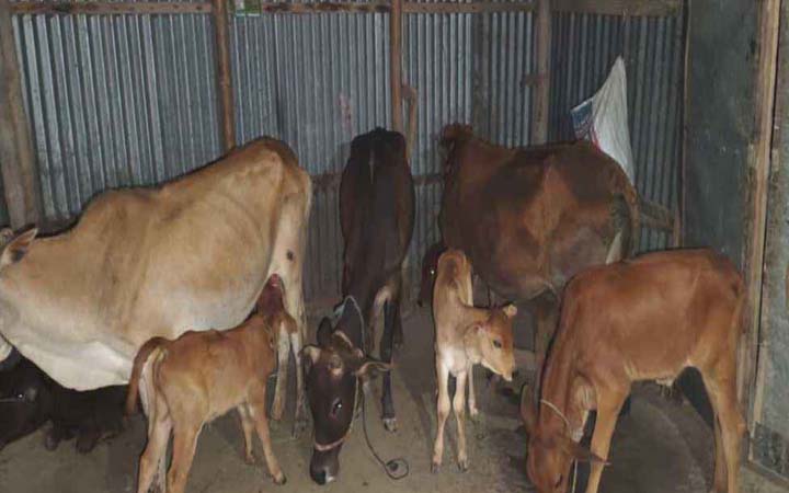 লুট করা ২৪ গরু মিলল বিএনপি নেতার বাড়িতে