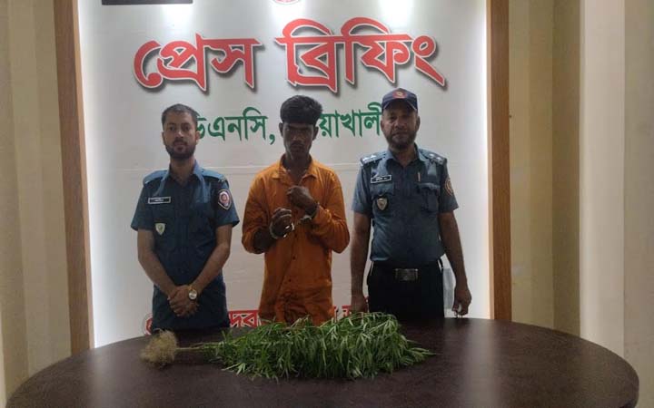 বাড়ির ছাদে গাঁজা চাষ, কেয়ারটেকার গ্রেফতার