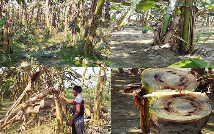 ‘পানামা রোগে’ শত শত একর জমির কলাগাছ মরে যাওয়ায় ঈশ্বরদীর কলা চাষিরা দিশেহারা
