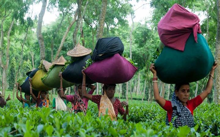 এক কেজি চা ৫০০ টাকা, শ্রমিক পায় ৬ টাকা