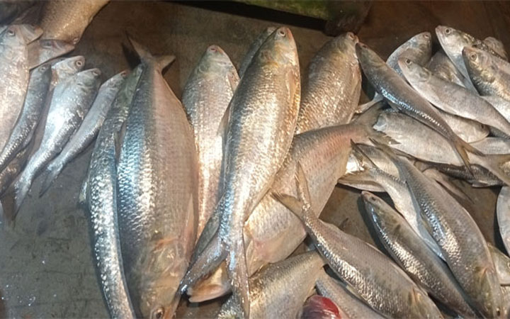 খুলনায় পুকুরে ধরা পড়ল ২০ ইলিশ