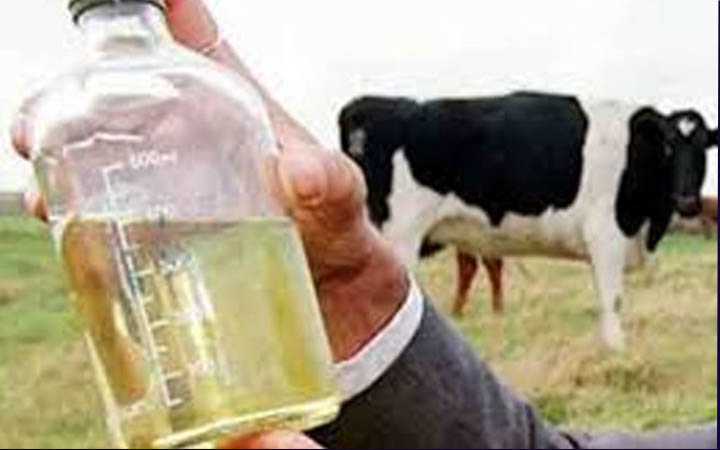 গোমূত্র পানের অযোগ্য; রয়েছে ১৪ রকম ব্যাকটেরিয়া