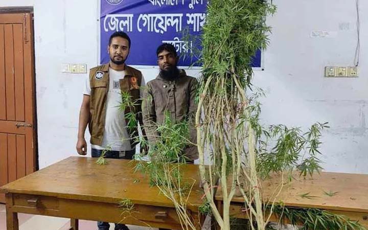 গাঁজার গাছসহ বাড়ির মালিক গ্রেফতার