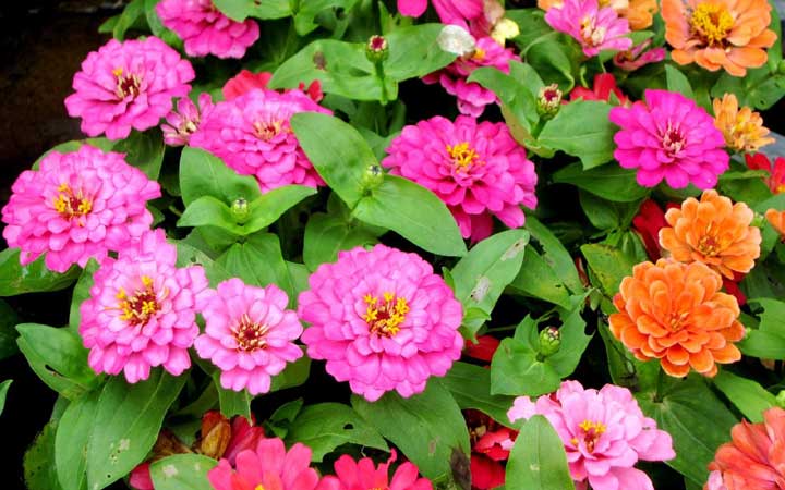 "গন্ধহীন ফুল বিপরীতে মানুষ"