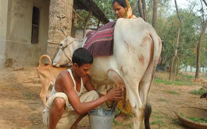 বাংলাদেশে গরুর দুধে অ্যান্টিবায়োটিক আসে কীভাবে?