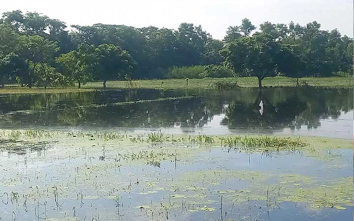 চাঁদপুরে জলাবদ্ধতায় প্রায় সাড়ে ৬ কোটি টাকার ফসলের ক্ষতি