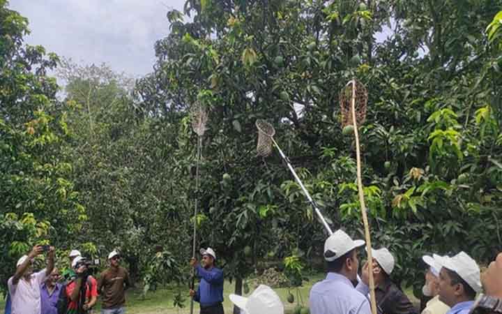 আম সংগ্রহ শুরু, চাষিদের মাঝে উৎসবের আমেজ