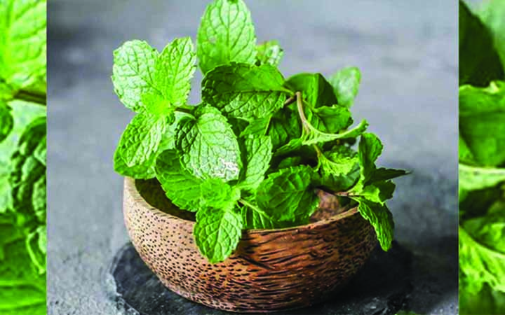 পুদিনা হেয়ার প্যাকের ব্যবহার চুলের যত্নে