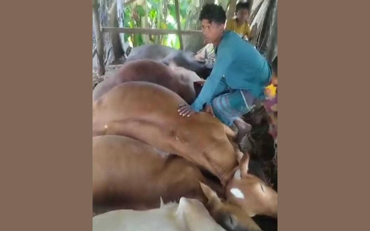 বরিশালে বজ্রপাতে ৫ গরুর মৃত্যু