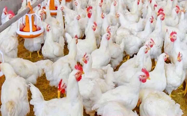 ঈদের আগে কেজিতে ব্রয়লার মুরগির দাম বাড়ল ৪০ টাকা