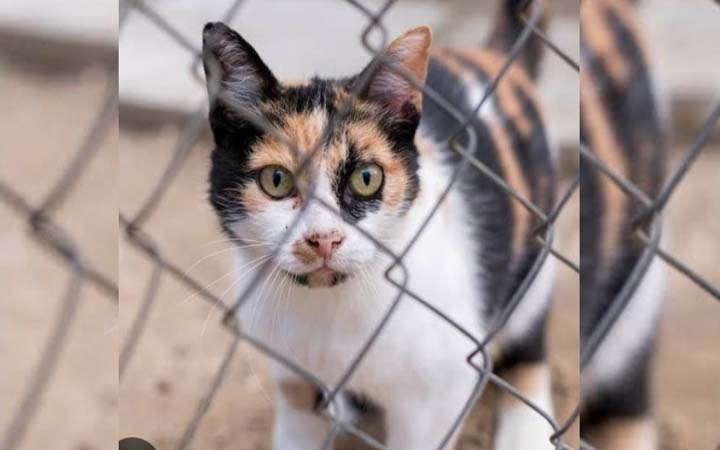 বিড়াল নির্যাতনের অভিযোগে জাবি প্রশাসনকে আইনি নোটিশ