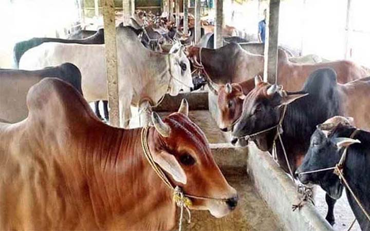 কুরবানি ঈদের আগে এক লাখ গরু আমদানির সুপারিশ