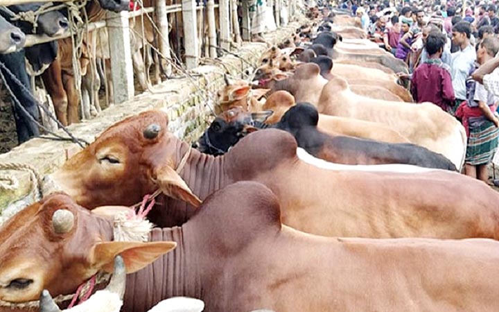 কুড়িগ্রামে কেজি দরে গরু-ছাগল বিক্রিতে ব্যাপক সাড়া