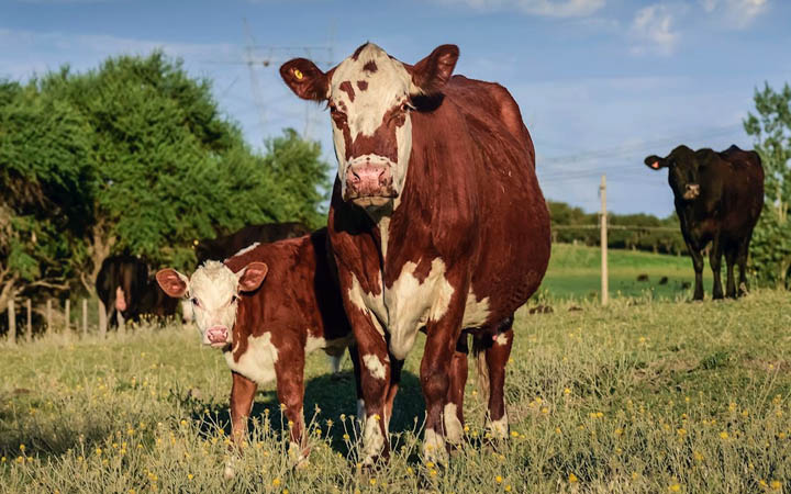 গরুর মাংস খাওয়া কমিয়েছে আর্জেন্টিনার মানুষ