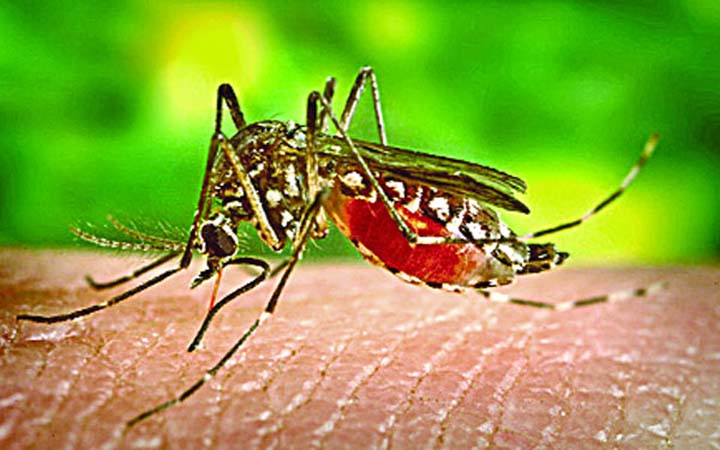 ডেঙ্গুতে আক্রান্ত ৩৩৪ জন