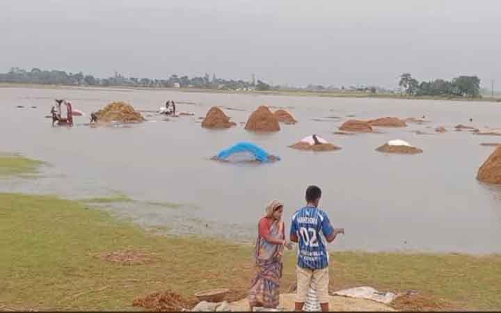 লাগাতার বৃষ্টিতে তলিয়ে যাচ্ছে হাওড়ের পাকা ধান, কৃষকরা নির্বাক