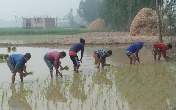 দিনাজপুরে তাপমাত্রা ১২.৪ ডিগ্রি সেলসিয়াস