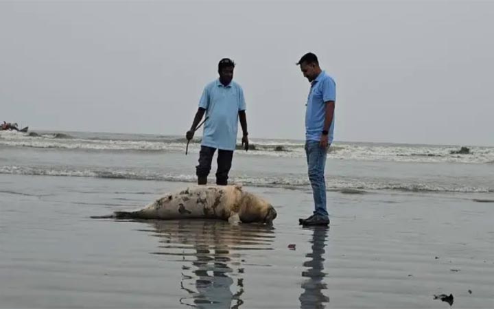 কুয়াকাটা সৈকতে আবারও ভেসে এলো মৃত ডলফিন