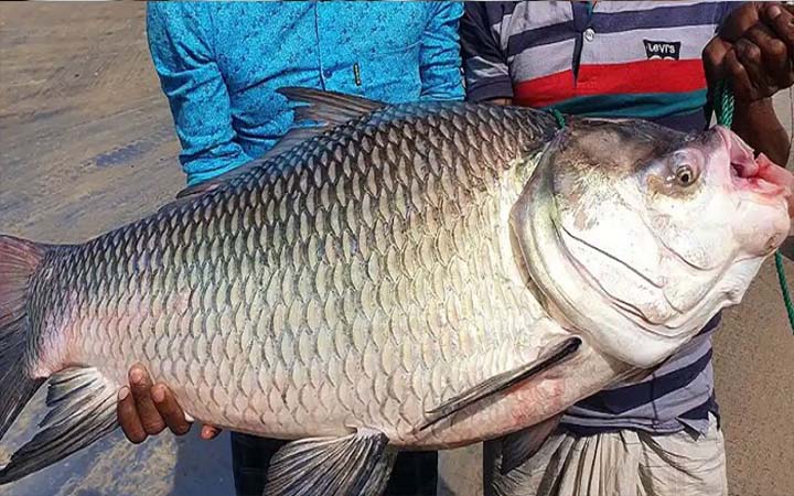 মাছের আঘাতে জেলের মৃত্যু