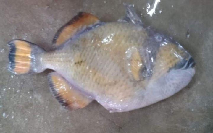 জেলের জালে ধরা পড়ল বিরল ‘টাইটান ট্রিগারফিশ’