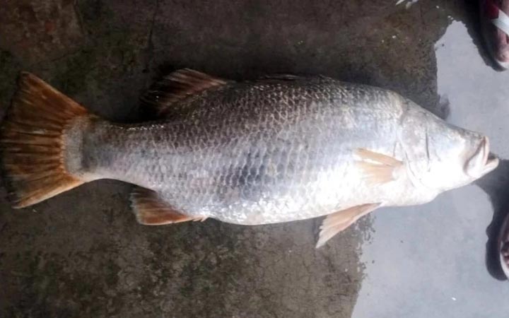 মেঘনায় ধরা পড়ল ১৪ কেজির কোরাল