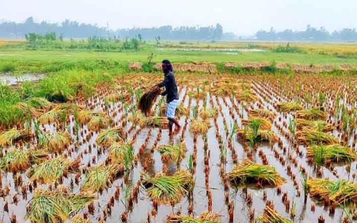‘কষ্টের ফসল শেষ হয়ে গেল, এখন সারা বছর কীভাবে চলব’
