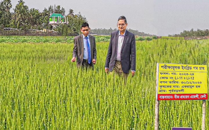 গাকৃবিতে উচ্চ লবণ সহিষ্ণু গমের নতুন জাত উদ্ভাবন