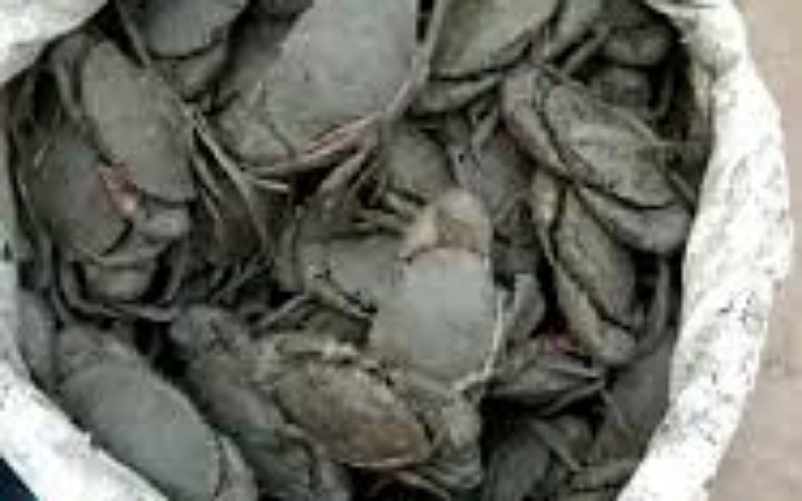 সুন্দরবনে ১০০ কেজি কাঁকড়া জব্দ