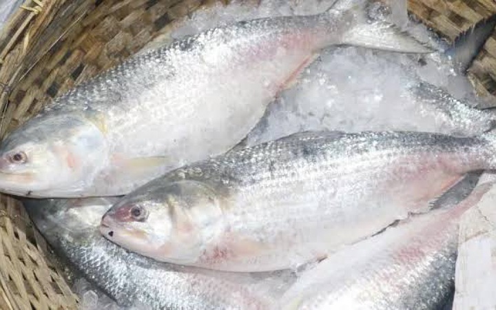 খুলনায় পুকুরে মিললো ইলিশ