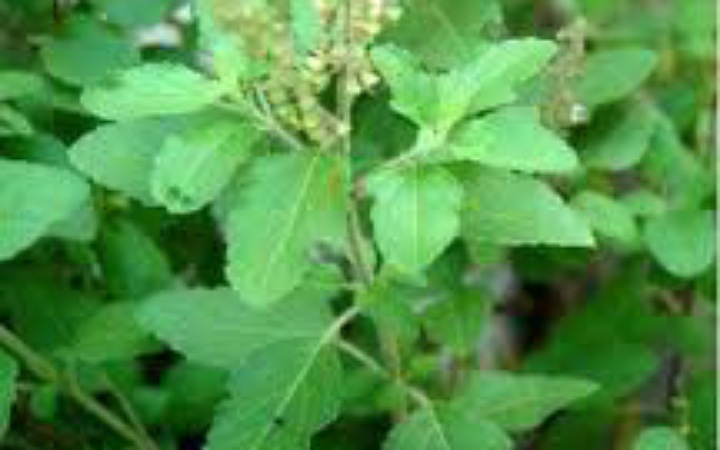 যেসব রোগ সারাবে তুলসী পাতার রস