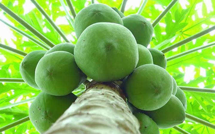 কাঁচা পেঁপে বেশি খেলে কী হয়?