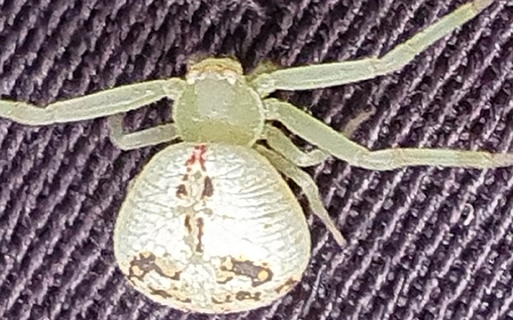 চা বাগানে মানুষের মুখমণ্ডলের মতো মাকড়সা